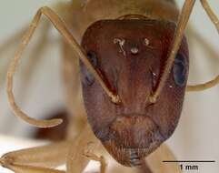 صورة Camponotus novaehollandiae Mayr 1870