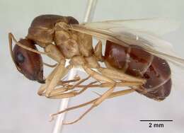 صورة Camponotus novaehollandiae Mayr 1870