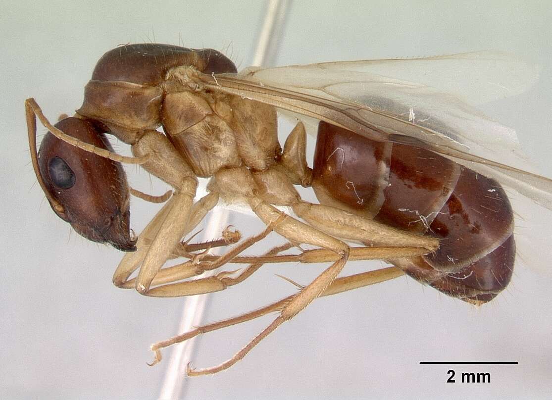 صورة Camponotus novaehollandiae Mayr 1870