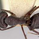 Plancia ëd Camponotus dorycus (Smith 1860)