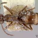 Слика од Prolasius reticulatus McAreavey 1947