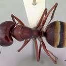 Image of Camponotus aurocinctus (Smith 1858)