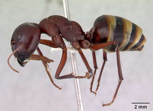 Слика од Camponotus aurocinctus (Smith 1858)