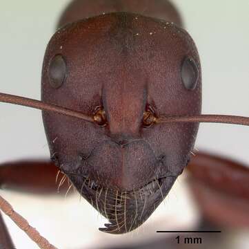 Слика од Camponotus aurocinctus (Smith 1858)