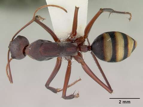 Слика од Camponotus aurocinctus (Smith 1858)