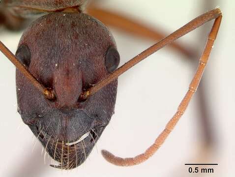 Слика од Camponotus aurocinctus (Smith 1858)