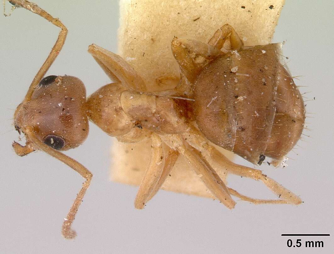 Image of Prolasius