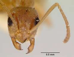 Image of Prolasius