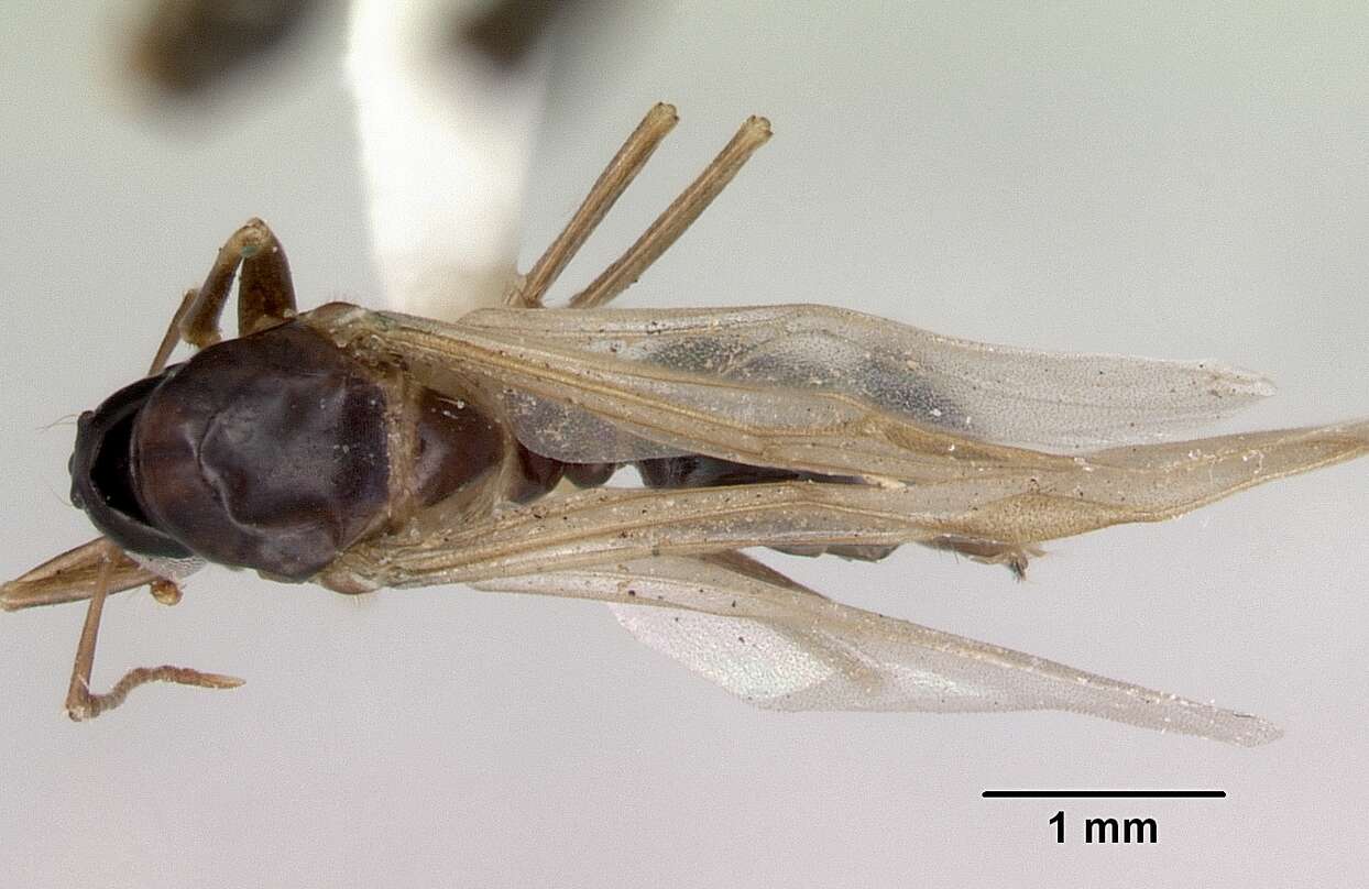 Image of Colobopsis macrocephala