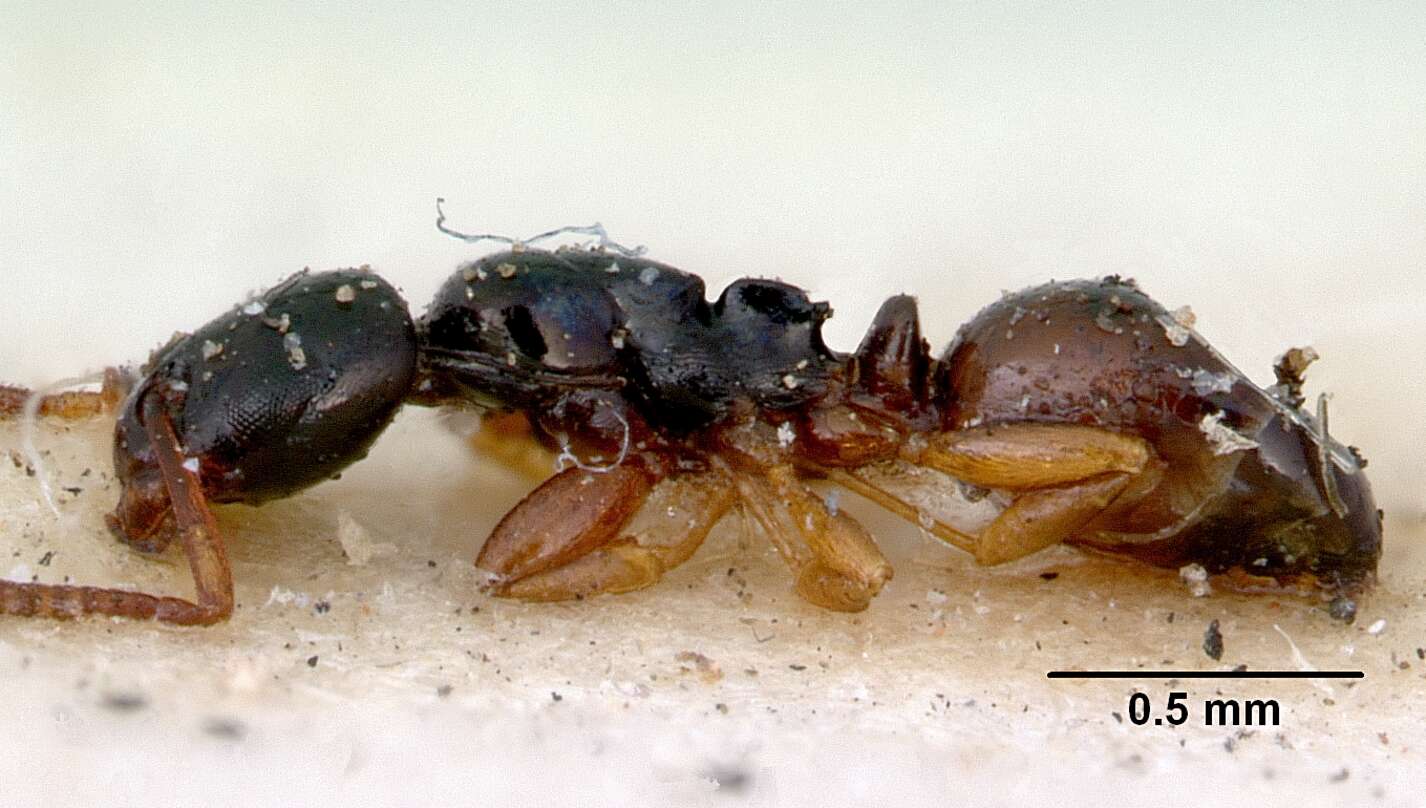 Image of Stigmacros elegans McAreavey 1949