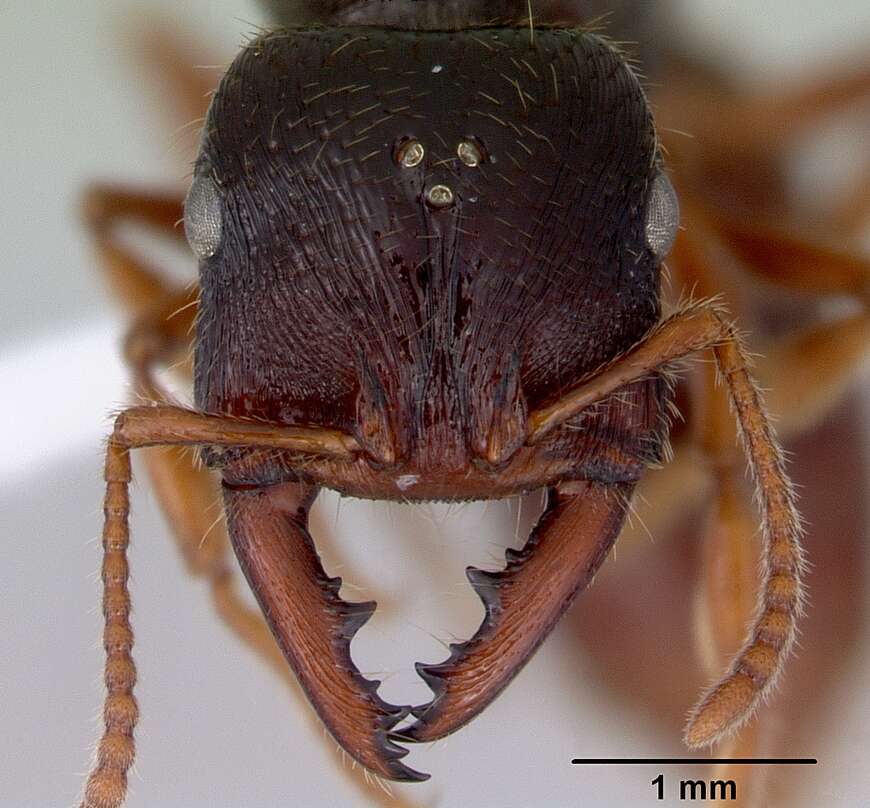 Image of Dracula Ants