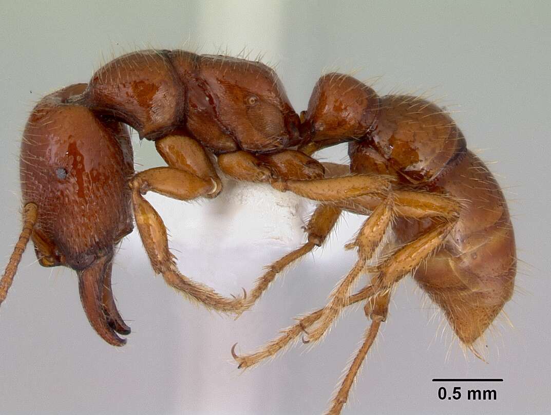 Image of Dracula Ants