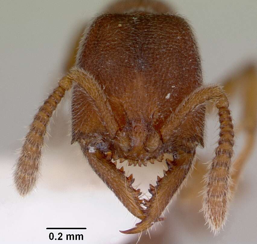 Image of <i>Stigmatomma silvestrii</i>