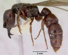 Image of Dracula Ants