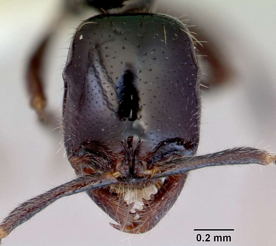 Onychomyrmex hedleyi Emery 1895的圖片