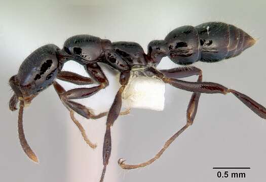 Onychomyrmex hedleyi Emery 1895的圖片