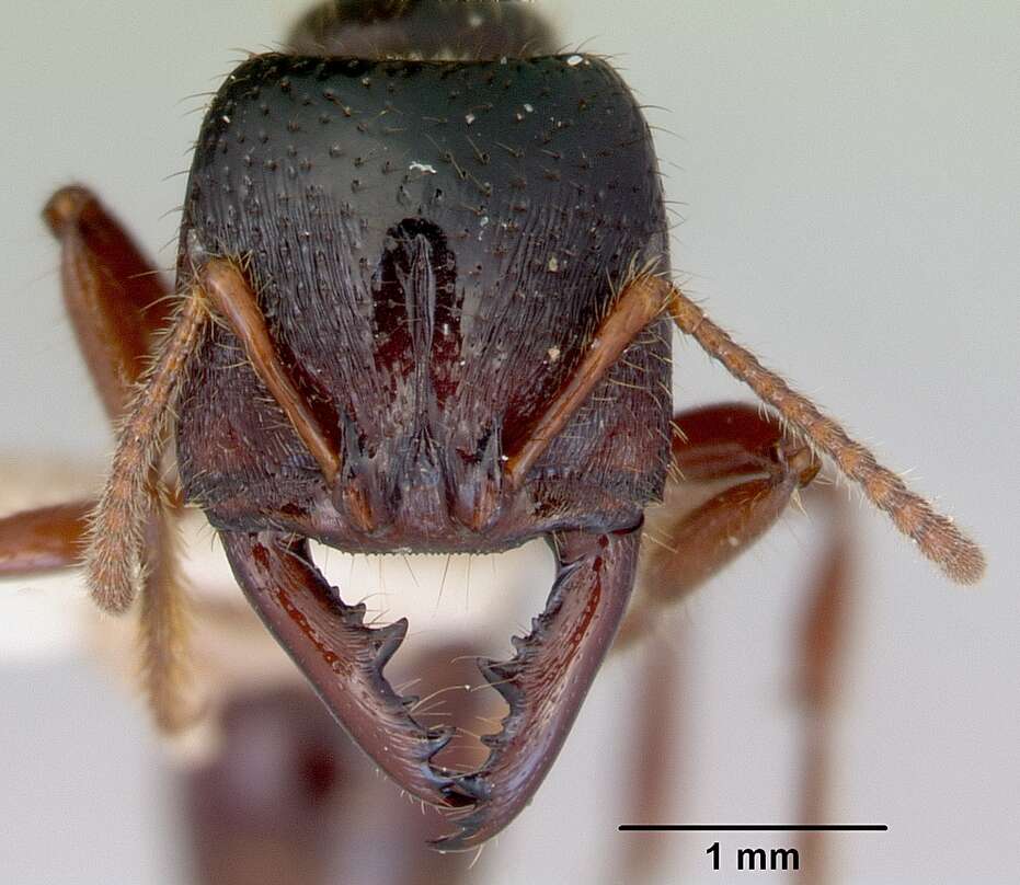 Image of Dracula Ants