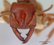 Image of Dracula Ants