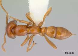 Onychomyrmex mjobergi Forel 1915的圖片