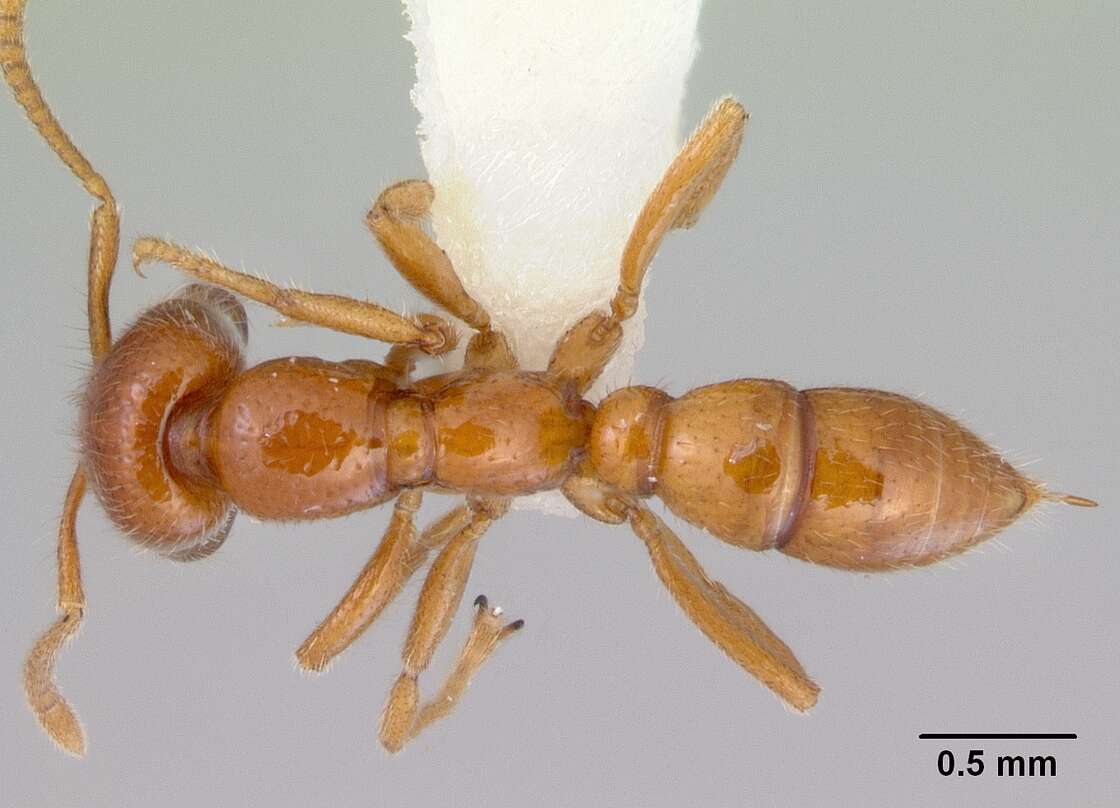 Onychomyrmex mjobergi Forel 1915的圖片