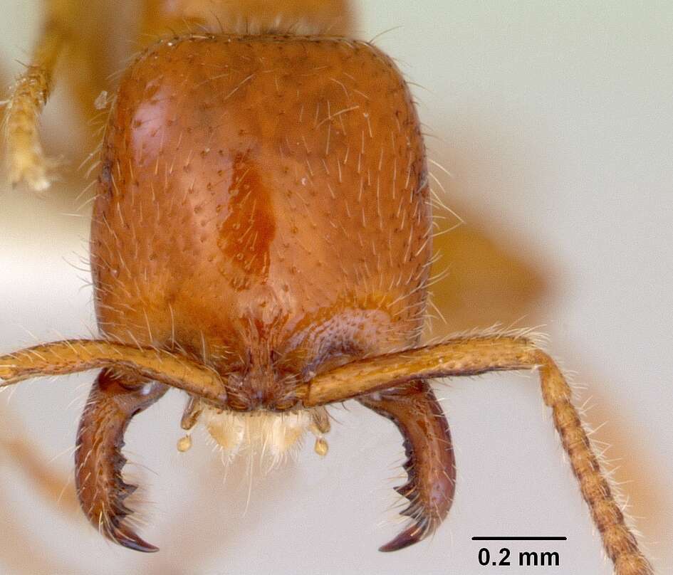 Onychomyrmex mjobergi Forel 1915的圖片