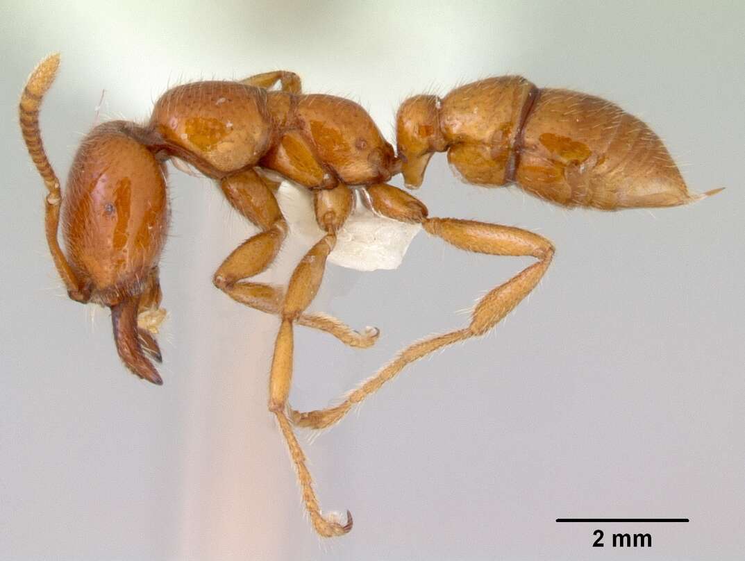 Onychomyrmex mjobergi Forel 1915的圖片