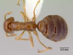 Onychomyrmex mjobergi Forel 1915的圖片