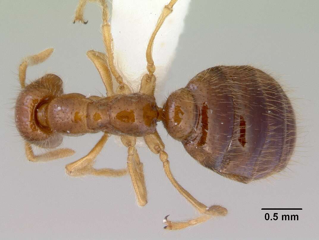 Onychomyrmex mjobergi Forel 1915的圖片