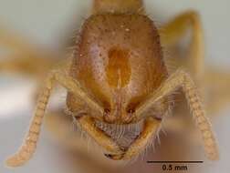 Onychomyrmex mjobergi Forel 1915的圖片