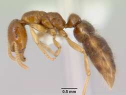 Onychomyrmex mjobergi Forel 1915的圖片