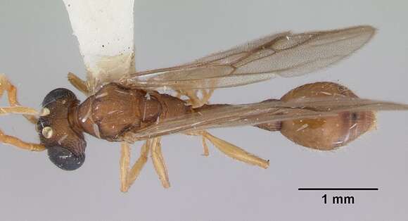 Romblonella palauensis Smith 1953的圖片