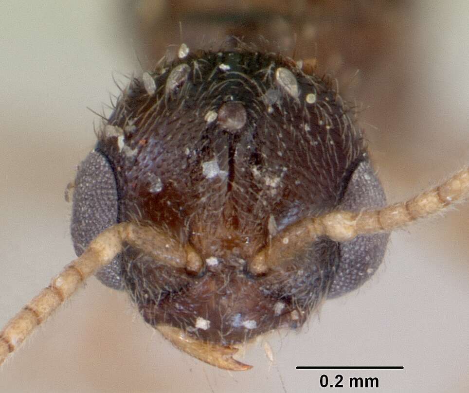 Image of Prionopelta punctulata Mayr 1866