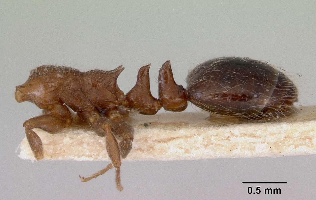 Image of Peronomyrmex