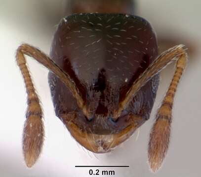 Image of Monomorium sydneyense Forel 1902