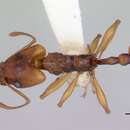 Image of Orectognathus antennatus Smith 1853