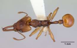 Image of Orectognathus