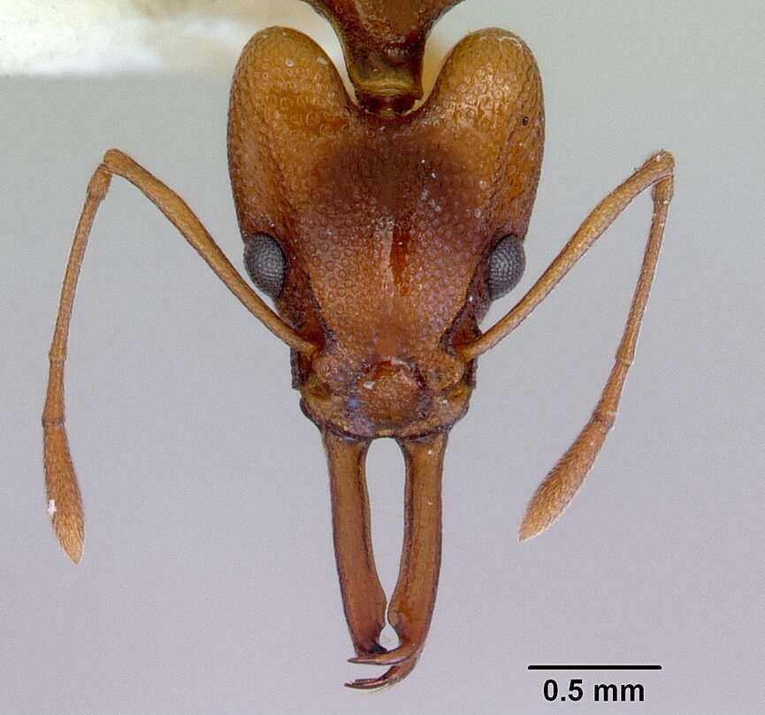 Image of Orectognathus