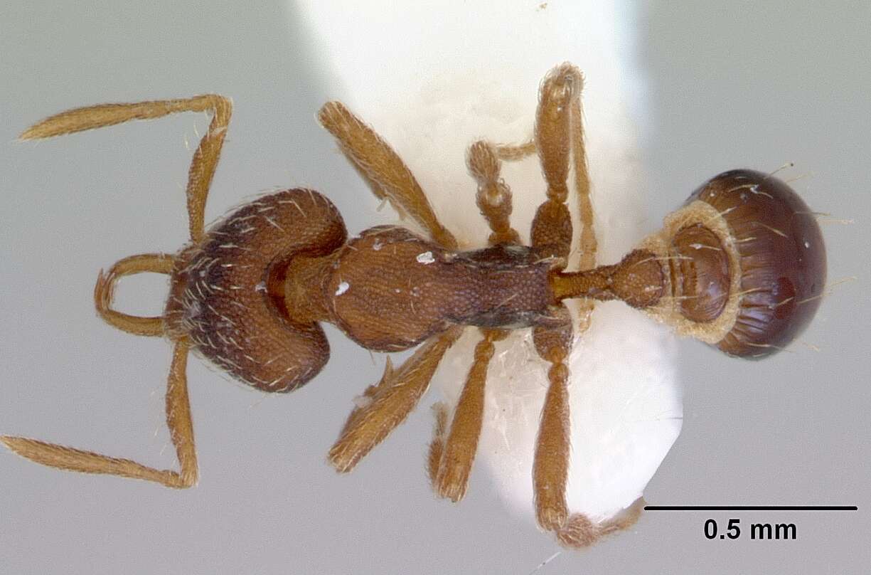 Image of Strumigenys perplexa (Smith 1876)