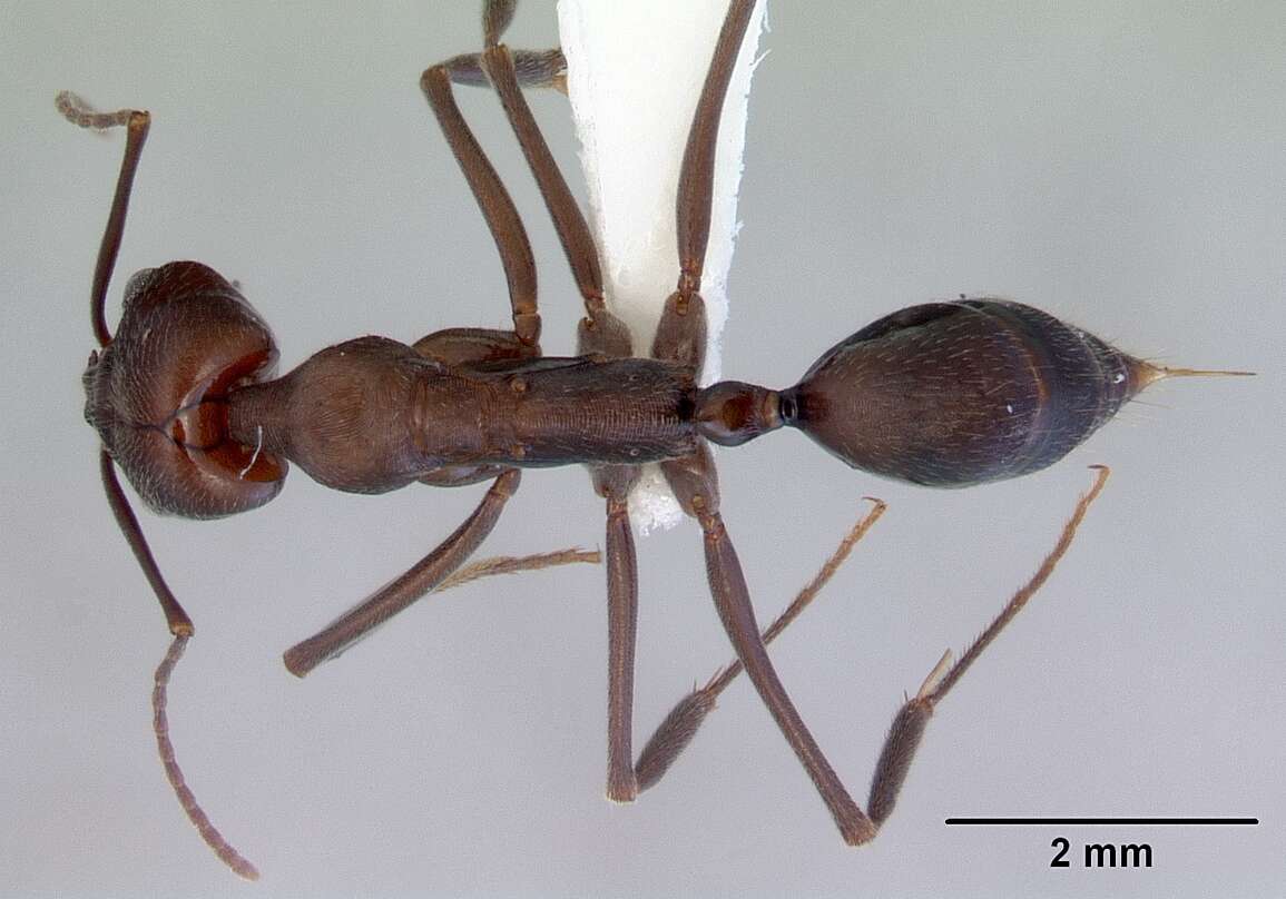 Image of Odontomachus turneri Forel 1900