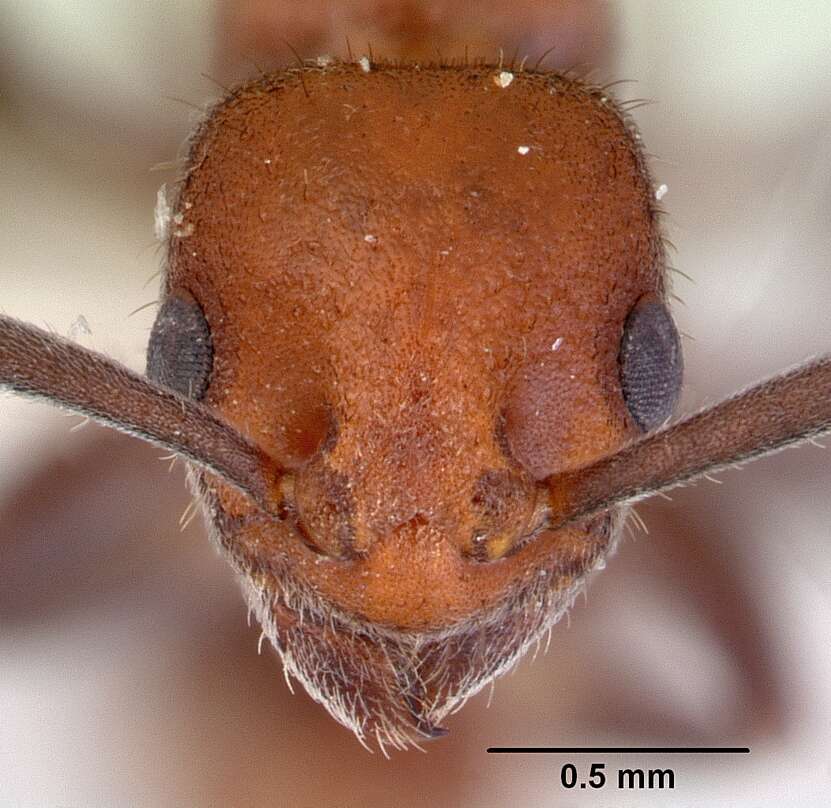 Image of Platythyrea dentinodis (Clark 1930)
