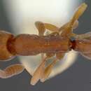 Image of Probolomyrmex okinawensis Terayama & Ogata 1988