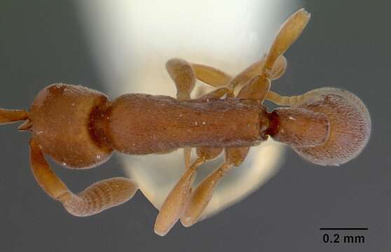 Image of Probolomyrmex okinawensis Terayama & Ogata 1988