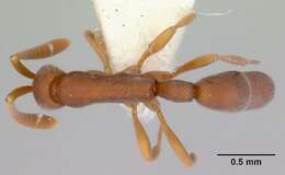 Image of Probolomyrmex salomonis Taylor 1965