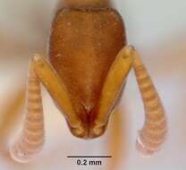 Image of Probolomyrmex salomonis Taylor 1965