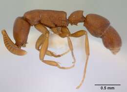 Image of Probolomyrmex salomonis Taylor 1965