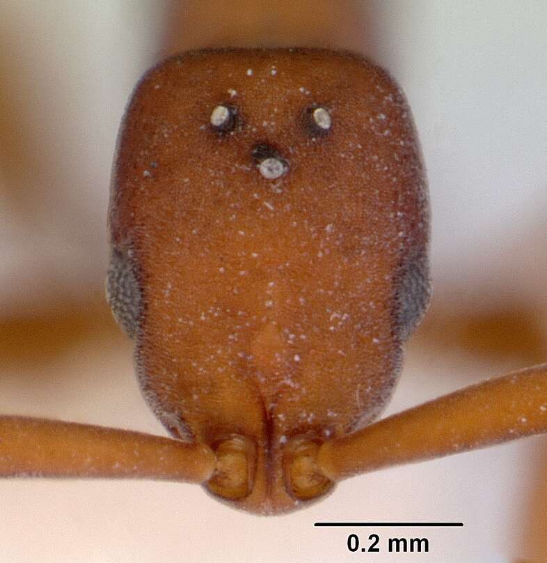 Image of Probolomyrmex watanabei Tanaka 1974