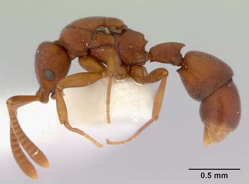 Image of Probolomyrmex watanabei Tanaka 1974