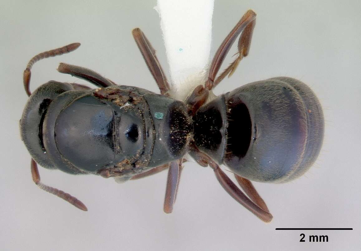 Image of Pseudoponera stigma