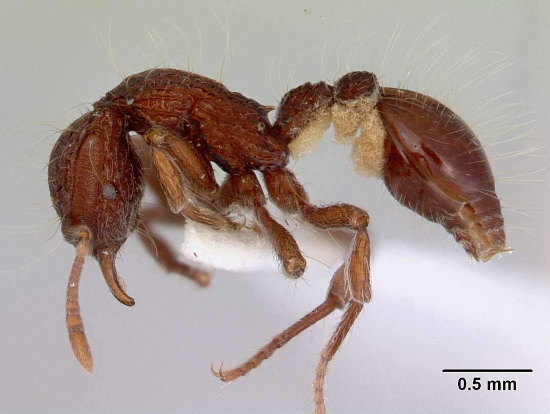 Image of Dacetinops cirrosus Taylor 1965