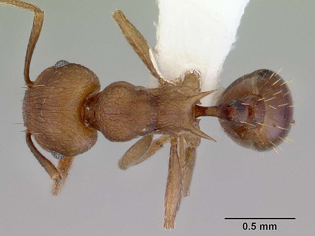 Image of Tetramorium wroughtonii